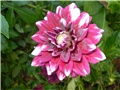 regine